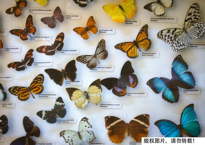 他很帅但标本真不能这么做(图1)