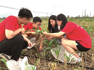 中国农业大学科技小院师生牢记嘱托厚植爱农情怀练就兴农本领——兴农强农建新功(图1)