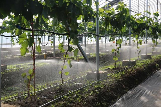 呼和浩特市赛罕区：科技赋能 产业升级 奋力谱写农业产业高质量发展新篇章(图3)